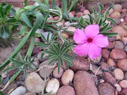 Image result for Adenium swazicum