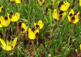 Image result for Hesperantha