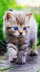 pin on animals cats