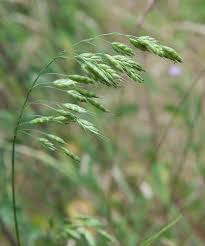 Image result for Bromus leptoclados