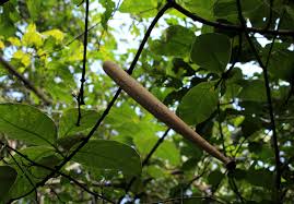 Image result for Strophanthus kombe