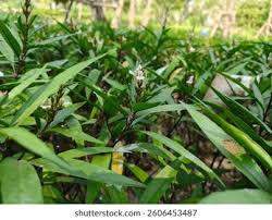 Image result for Cryptosepalum maraviense