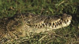 What Are The Most Dangerous Animals In Africa? | Tanzania