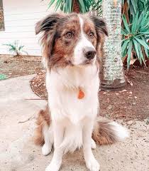 Border collies are my favourite dog breed, and they come in some cool colours. Border Collie Colors All 24 Coat Colors Explained With Pictures