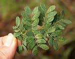Image result for Acacia welwitschii