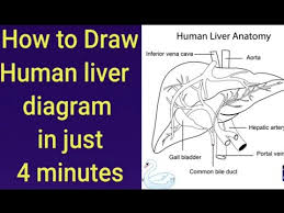Front view of the liver the liver is a large, meaty organ that sits on the right side of the belly. How To Draw Human Liver Liver Anatomy O Level And A Level Biology Diagram Letsdrawbio Youtube