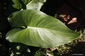 Image result for Zantedeschia aethiopica