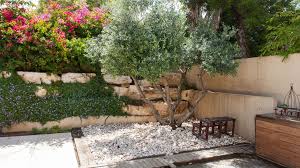 Get connected with olive tree nurseries and find out olive tree prices. Best Plants For Landscaping Around Pool Infopedia Everything You Need To Know