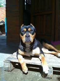 Pitbull mastiff mix this powerful mix is two tough dogs in one. Pitweiler Strong And Loyal Medium Dog Breed Pitbull Rottweiler Mix