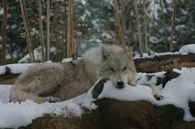 Omega Wolf By Jack 13 On Deviantart Omega Wolf Wolf Winter Wolves