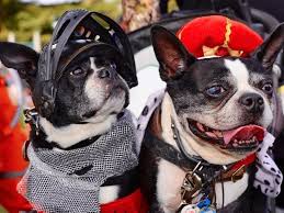 Home of the manatees and the most beautiful beaches. French Bulldog Stolen At Gunpoint Thieves Target Expensive Breed Orlando Fl Patch