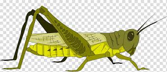 Download 340+ royalty free cartoon bug cricket vector images. Origami Grasshopper Rendering Cricket Locust Cartoon Insect Cricketlike Insect Transparent Background Png Clipart Hiclipart