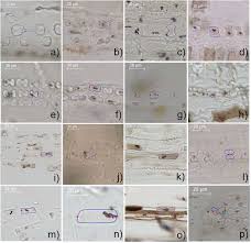 Image result for Aristida rhiniochloa