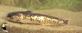 Baby Whale Catfish