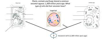 The basic building block of animals and plants is the cell. Cells Teaching Resources The Science Teacher