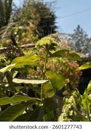Image result for Pavetta gardeniifolia