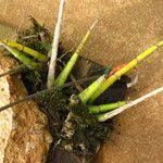 Image result for Polystachya steudneri