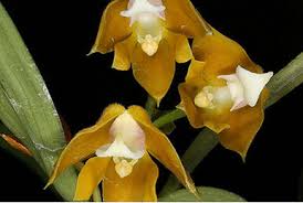 Image result for Solenangis