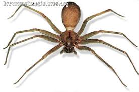 Typically, the bite is painless, with symptoms developing during the course of 2 to 8 hours, including the formation of a bull's eye lesion that looks as if it flows. Pin On Brown Recluse Spider Bites