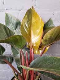 Philodendron Rojo Congo Philodendron Plants Indoor Plant Care