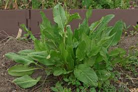 Image result for Rumex