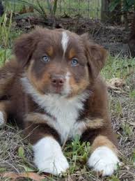 Maybe you would like to learn more about one of these? Akc Australian Shepherd Puppies Black Tri And Red Tris 8 Week M F Australian Shepherd Puppies Shepherd Puppies Australian Shepherd Dogs