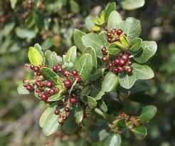 Image result for Rhamnus staddo