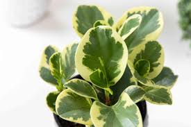 Check spelling or type a new query. How To Grow And Care For Peperomia Plants