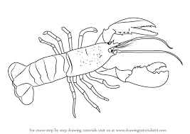Jun 08, 2021 · summer weather has arrived, and new england tourists are hungry for a lobster roll or a whole cooked lobster — but they're going to have to pay up. Learn How To Draw A Lobster Other Animals Step By Step Drawing Tutorials