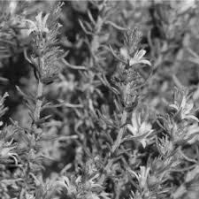 Wahlenbergia species wahlenbergia marginata name synonyms adenophora microsperma y.y.qian campanopsis androsacea var. Pdf Campanulaceae