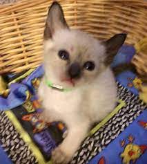 Siamese Cats For Sale Reading Pa Siamese Cats For Sale Cats Siamese Cats