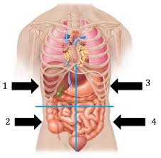 Abdominal surface anatomy can be described when viewed from in front of the abdomen in 2 ways: Anatomy And Physiology Practical 1 Review Abdominopelvic Quadrants And Regions Flashcards Quizlet