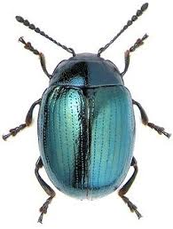 Pearl Nautilus Beetle Insect Insects Beautiful Bugs