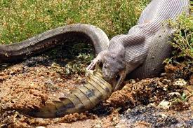 Ular berbisa biasanya bercirikan tubuh langsing, sementara ular pencekik mengandalkan tubuhnya yang tebal berotot untuk membunuh mangsa. Tertangkap Kamera Inilah Detik Detik Ular Raksasa Telan Buaya