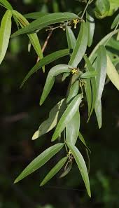 Image result for Secamone retusa