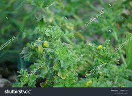 Image result for Grangea maderaspatana