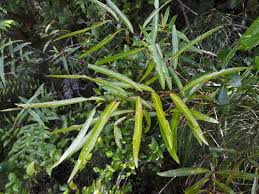 Image result for Maerua salicifolia