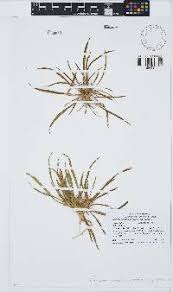 Image result for Calostephane divaricata