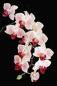 Orchids Photograph Cascade By Bill Morgenstern In 2020 Wallpaper Nature Flowers Orchid Photography Orchid Flower