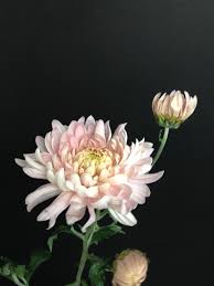 Chrysanthemum is a perennial flowering plant from the asteraceae family that is native to asia and northeastern europe. Pin On T A T S