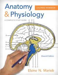 Anatomy & physiology coloring workbook: Chapter 4 Solutions Anatomy Physiology Coloring Workbook 11th Edition Chegg Com