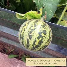 Image result for Cucumis melo