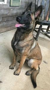 Pin By Humberto Rosas On Kopek Cinsleri Belgian Malinois Dog Malinois Dog Malinois Puppies