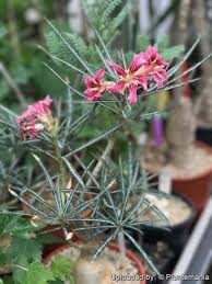 Image result for Ctenium somalense