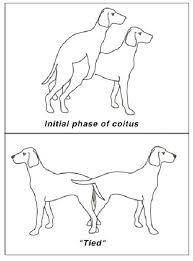 Jul 01, 2021 · how to recognize if your dog is in heat. How Long Does A Dog Stay In Heat The Estrus Cycle By Adog House Medium
