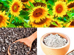We are the largest exporter of sunflower seed. Sunflower Seeds In Germany Compare Prices And Buy On Flagma De