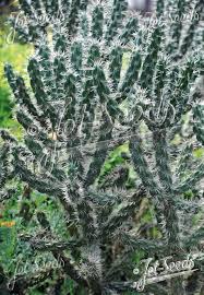 Image result for Opuntia imbricata