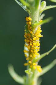 Today, our experts are going to share how to get step four: Common Bugs And Pests On Houseplants