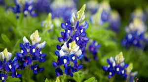 Send a gift filled with a little southern charm to your favorite texas recipient today! 2021 Texas Bluebonnet Forecast Nbc 5 Dallas Fort Worth