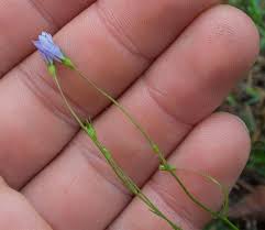 Image result for Wahlenbergia ramosissima